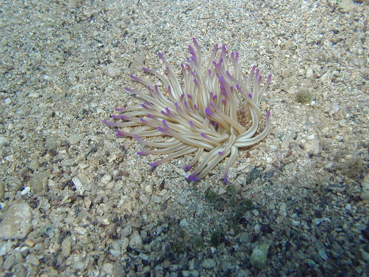 Condylactis aurantiaca